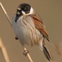 Reed Bunting